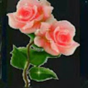 Meet your Posher, Rosa